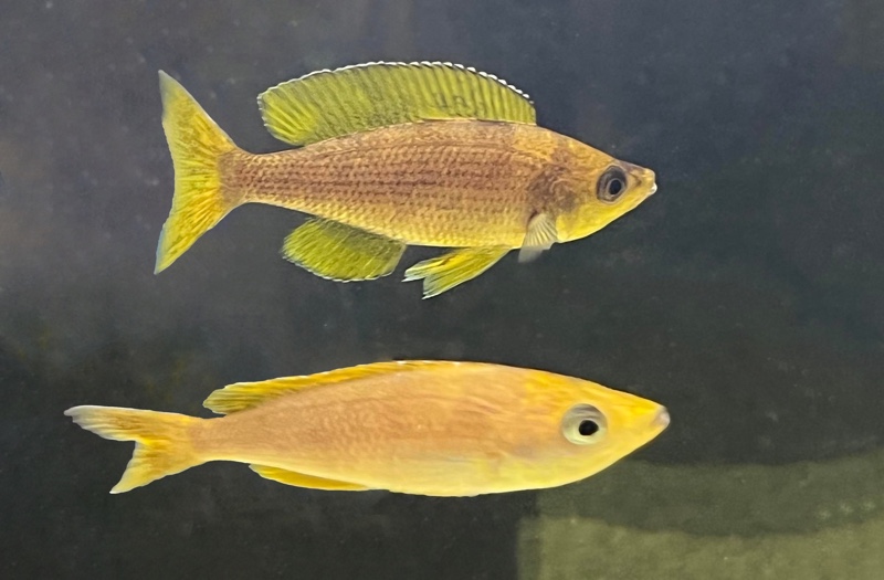 Cyprichromis sp. 'brilliant jumbo' (Speckleback Moba)